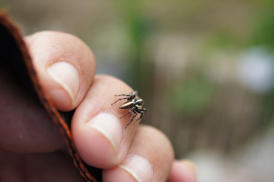 quindio, nature, colombia, insect, animal, close-up, wildlife HD wallpaper