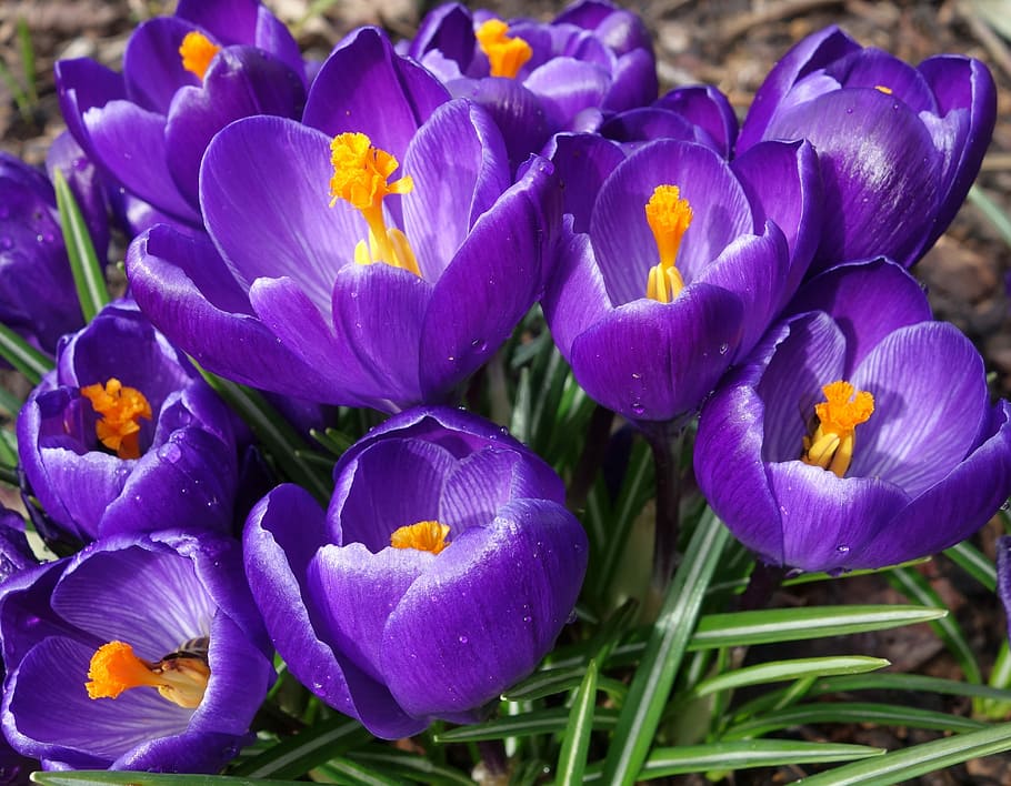 nature, flower, plant, garden, season, crocus, flowers, spring HD wallpaper