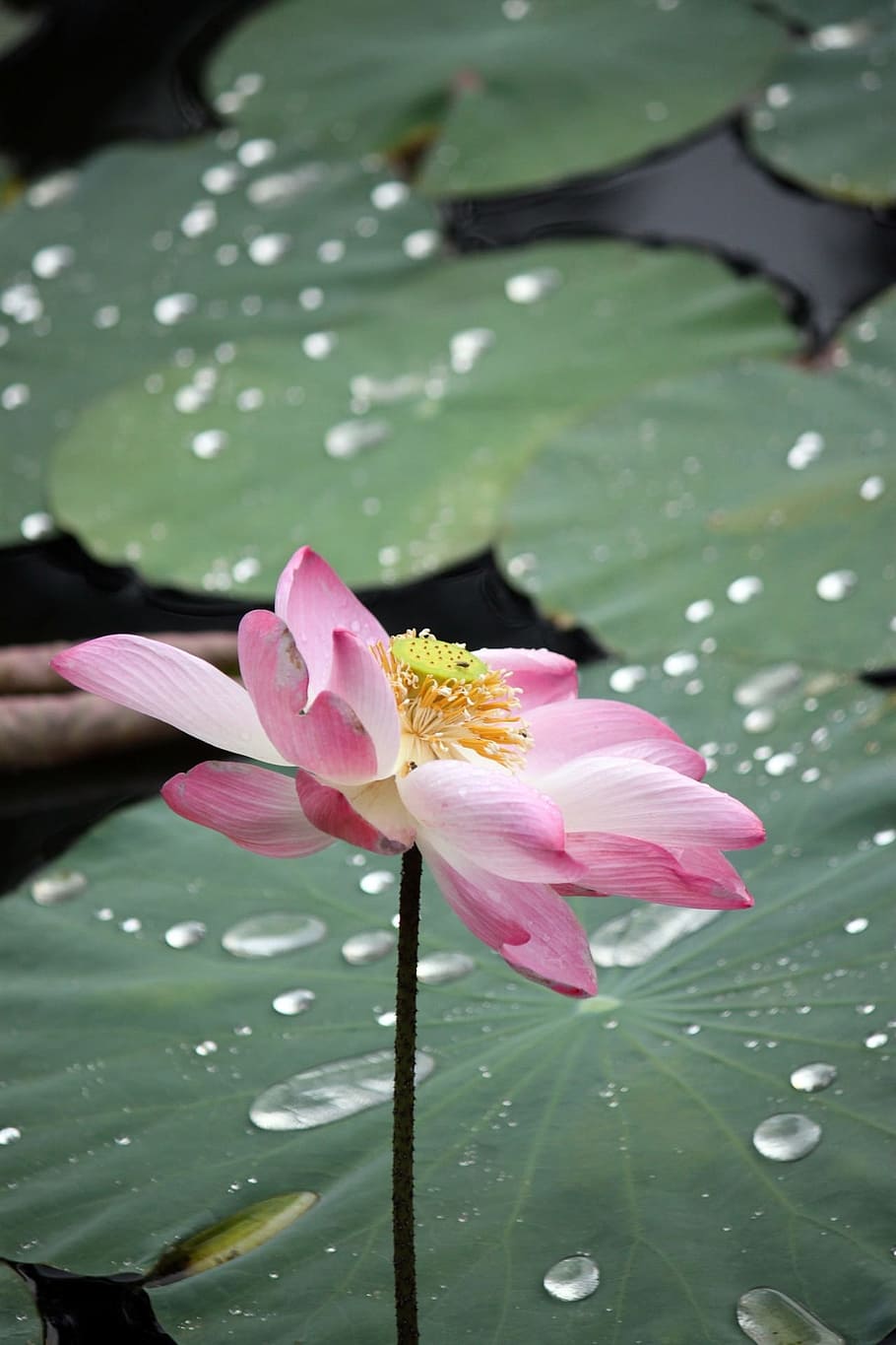 Pink, Lotus, Flowers, Blooms, Blossoms, blooming, aquatic, water HD wallpaper