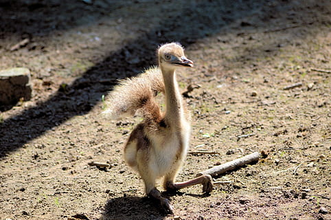 emu, ostrich, bird, cassowary, wild, neck, feather, eye, funny HD wallpaper