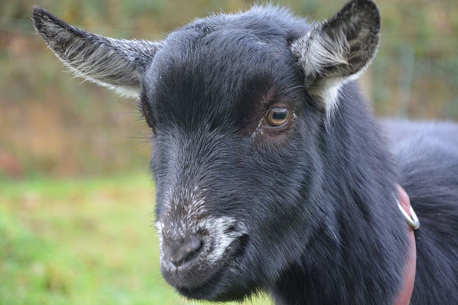 goat, black white, nature, field, pre, prairie, cute, small goat HD wallpaper