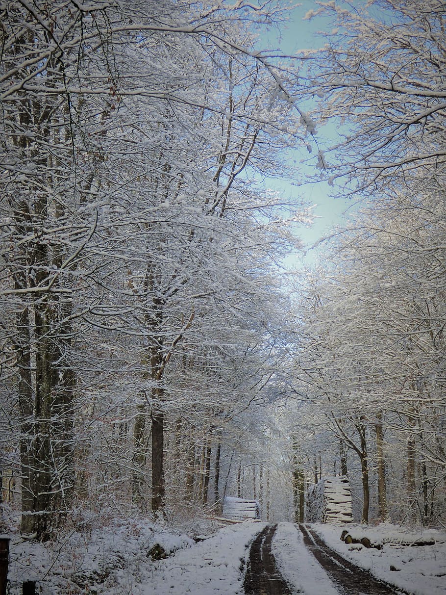 winter, snow, frost, trail, forest, trees, cold temperature HD wallpaper