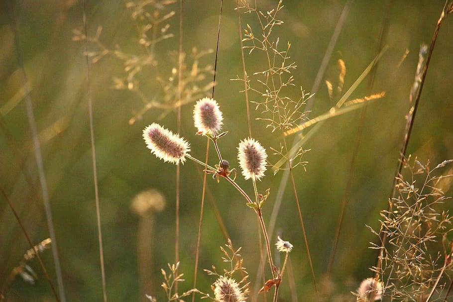 rabbit clover, plant, autumn, light, nature, golden autumn HD wallpaper