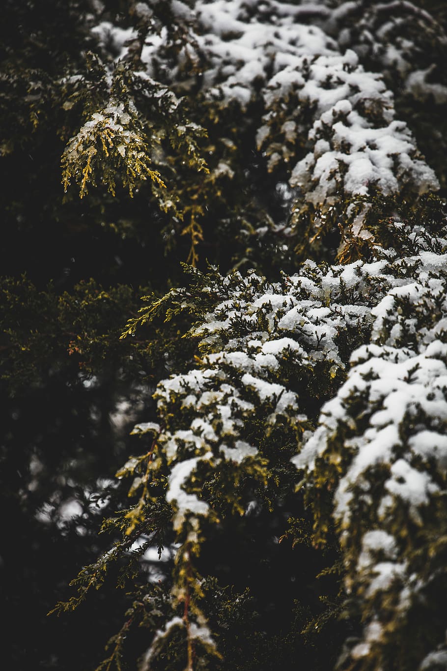 close up photo of pine tree covered with snow, tree covered by snow HD wallpaper