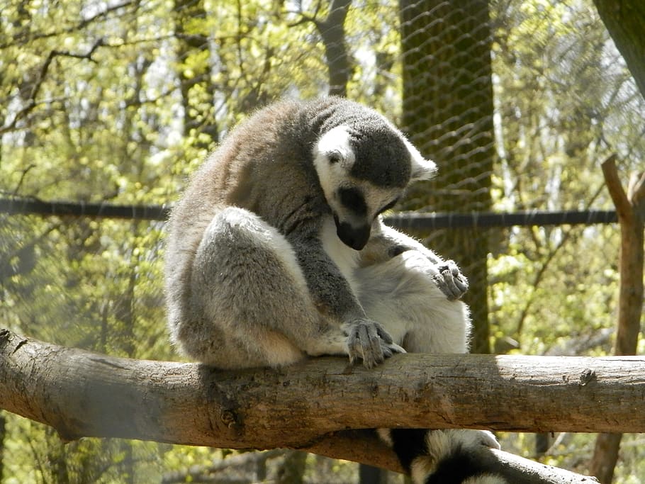 maki, zoo, monkey, animal, tree, animal themes, animal wildlife HD wallpaper