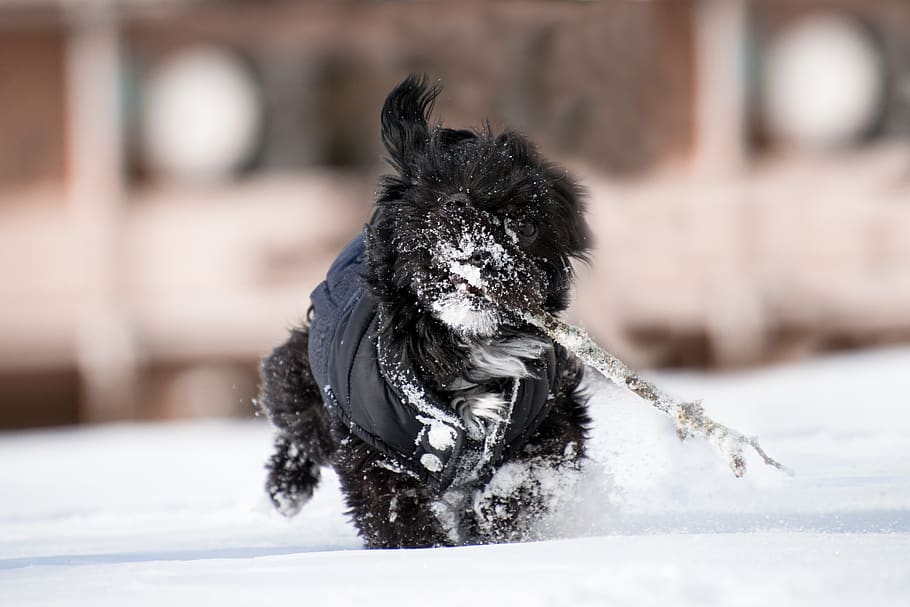 winter, snow, animal, cold, dog, race, play, one animal, canine HD wallpaper