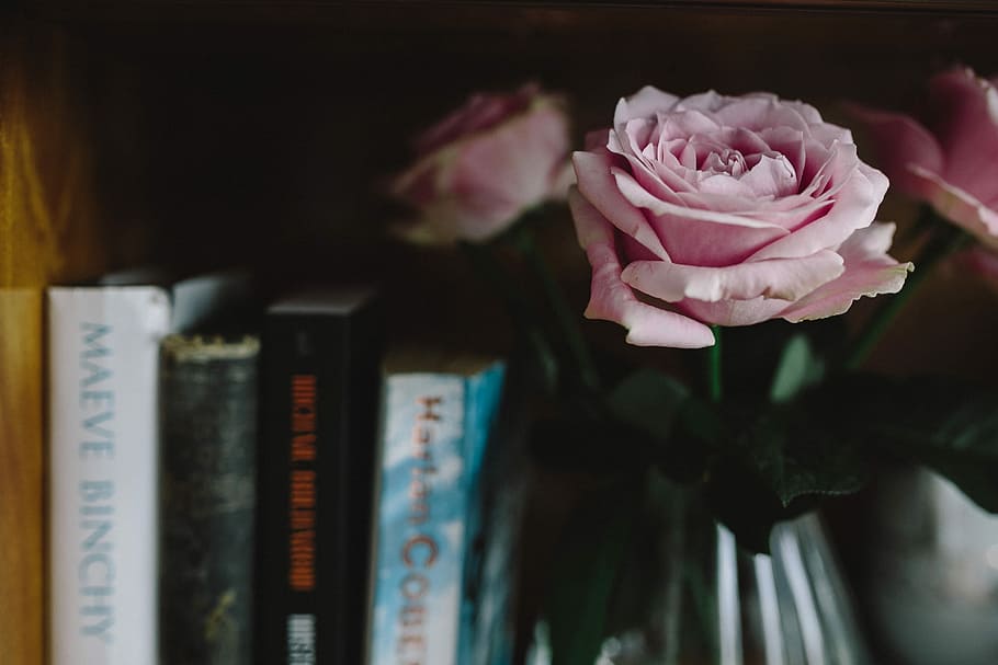 Lovely roseses, book and coffee, interior, resting, relax, essentials HD wallpaper