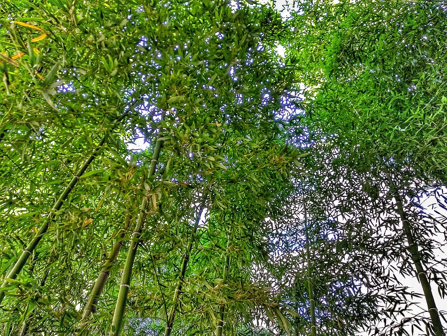 bamboo, nature, tree, spring, green, outdoors, forest, life HD wallpaper