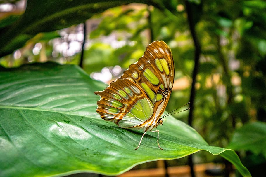 brown and green butterfly, nature, leaf, plant, insect, close HD wallpaper