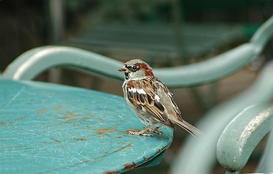 selective focus photography of brown sparrow perched on blue table HD wallpaper