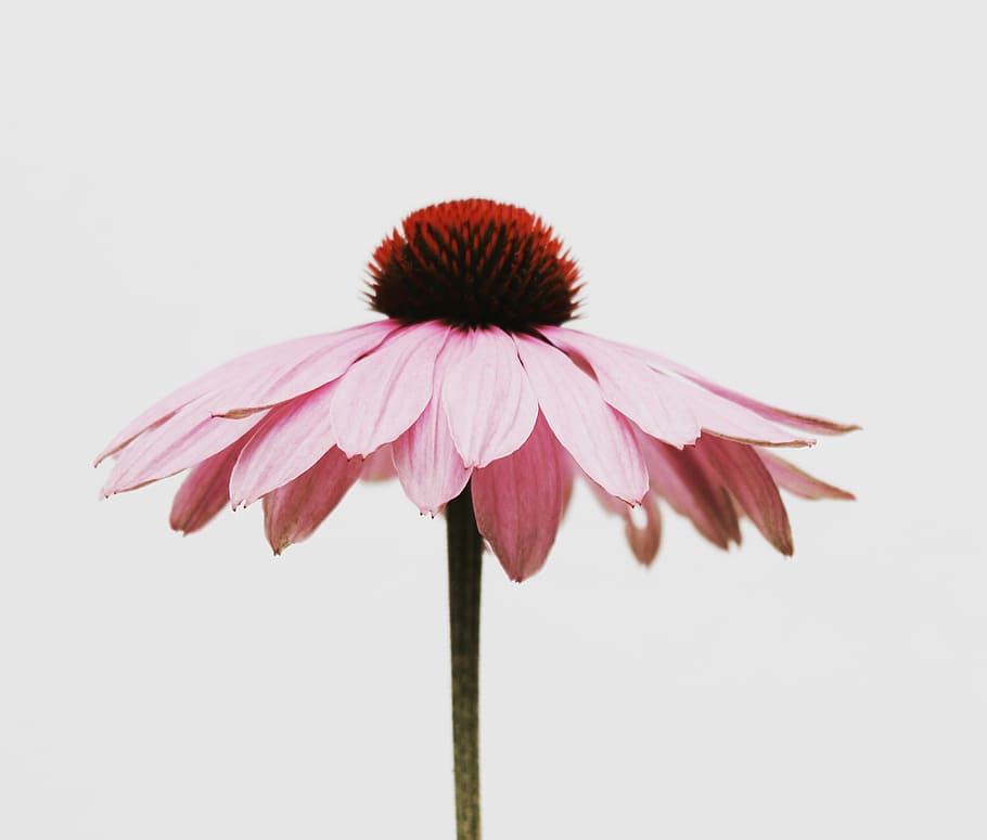 pink petaled flower, bloom pink petaled flower, nature, plant HD wallpaper