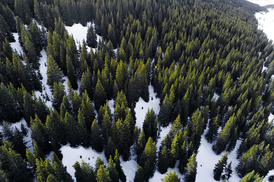 green, trees, plant, nature, forest, snow, winter, ice, highland HD wallpaper