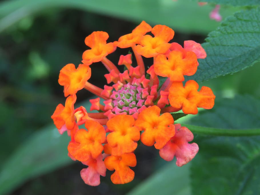 flower, fresh, zoom, flowering plant, vulnerability, fragility HD wallpaper