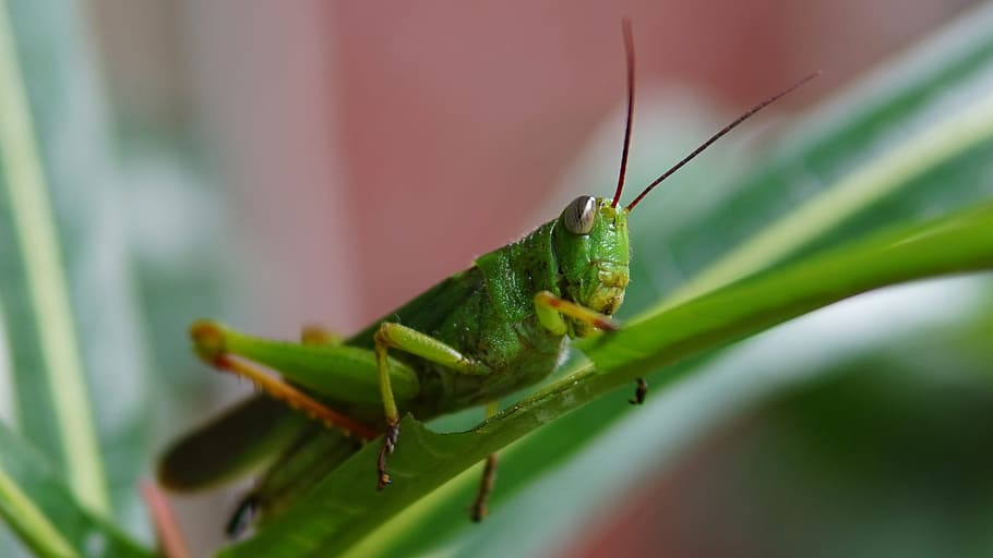 Grasshopper, Insect, Nature, Bug, green, macro, animal, wildlife HD wallpaper