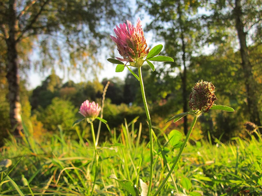 trifolium pratense, red clover, plant, flora, botany, species HD wallpaper
