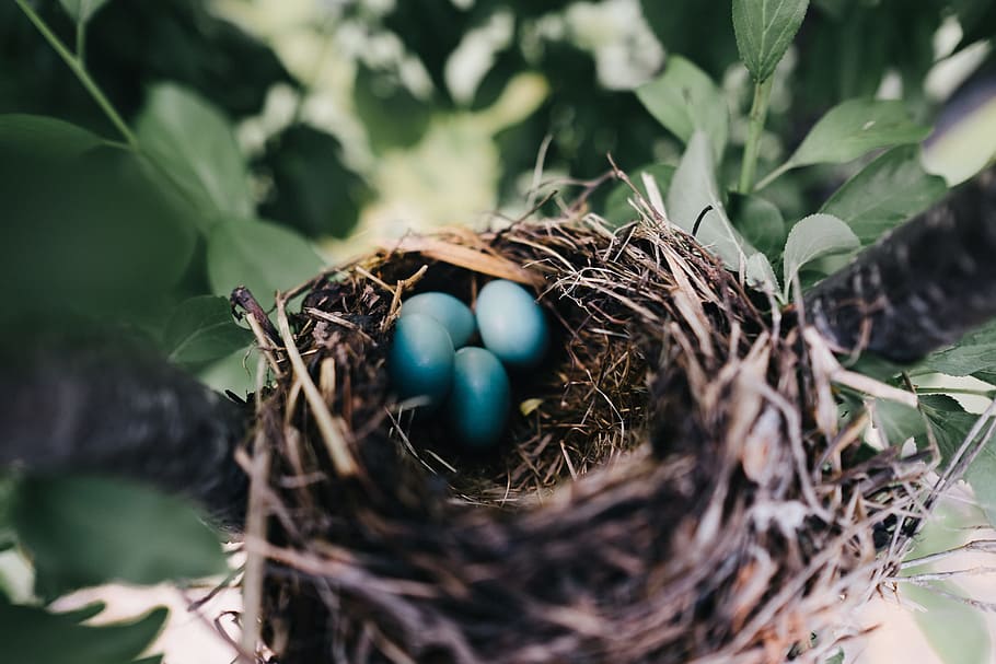 bird blue eggs on nest during daytime, four blue fowl eggs in nest HD wallpaper