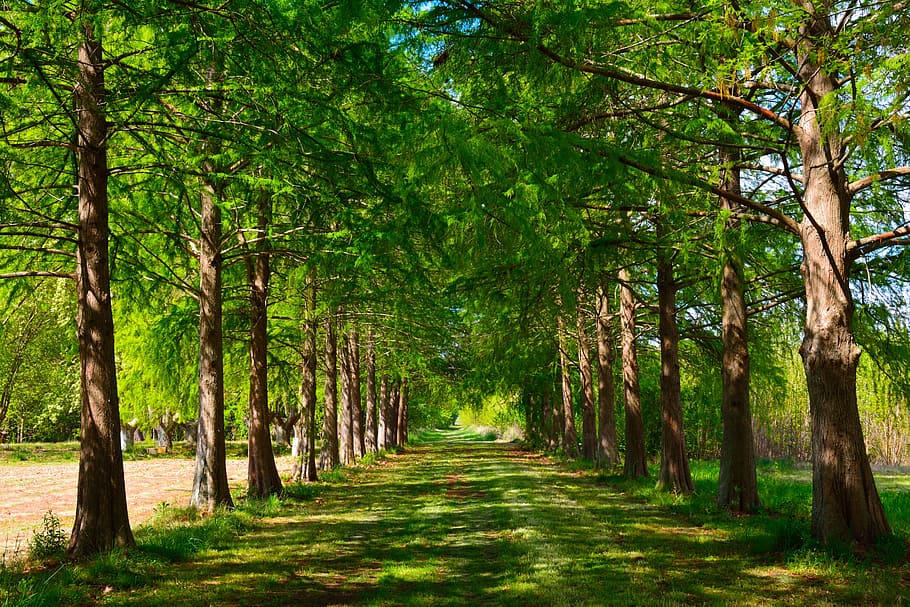 Landscape, Path, Cypress, Nature, Trees, forest, scenics, beauty in nature HD wallpaper