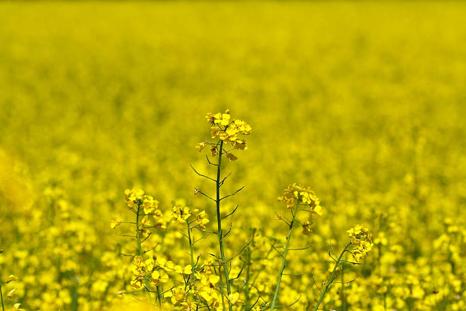 field of yellow flowers, shallow focus photography of yellow flowers HD wallpaper