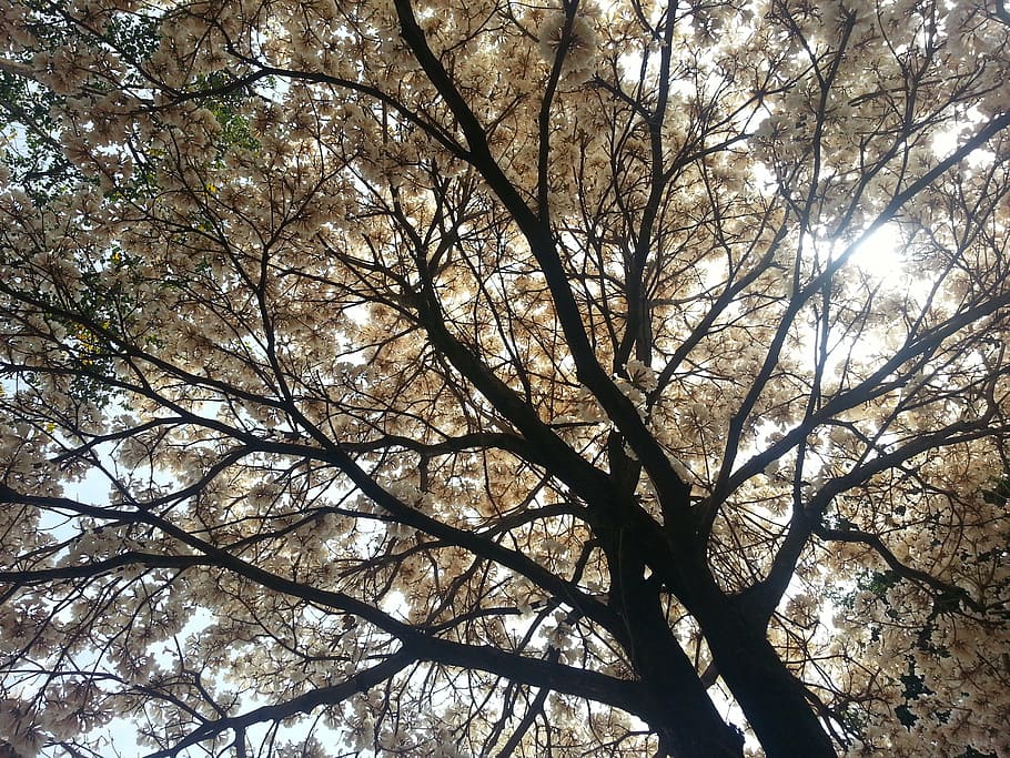 tree, light, ipê, against light, foliage, plant, low angle view HD wallpaper