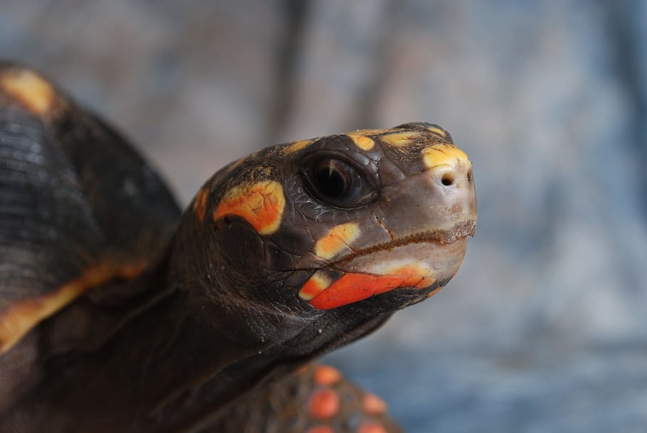 turtle, shell, animal, nature, tropical, reptile, tortoise HD wallpaper