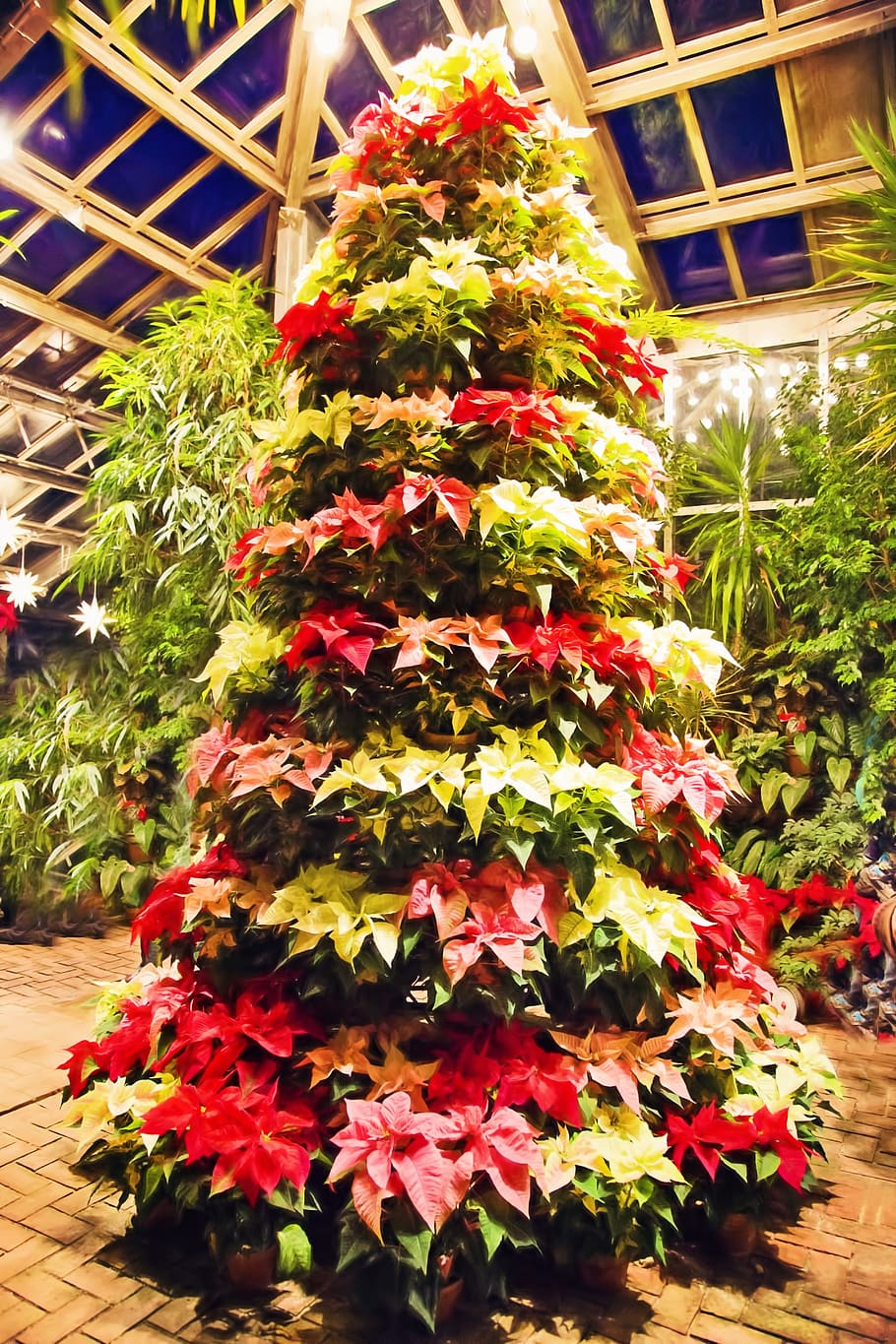 poinsettia tree, poinsettias, christmas, lights, holiday, celebration, HD wallpaper