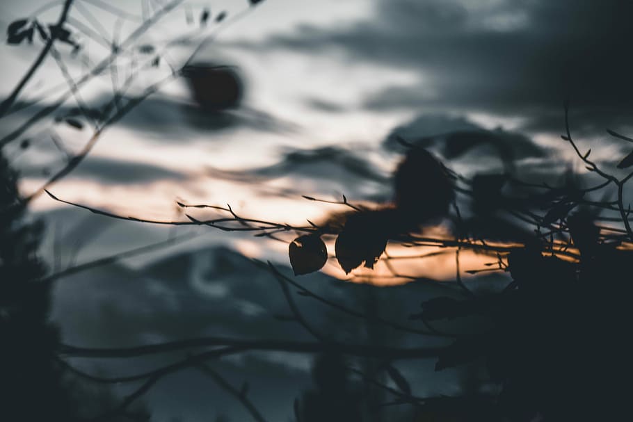 silhouette photo of trees during golden hour, silhouette of tree leaves during golden hour HD wallpaper
