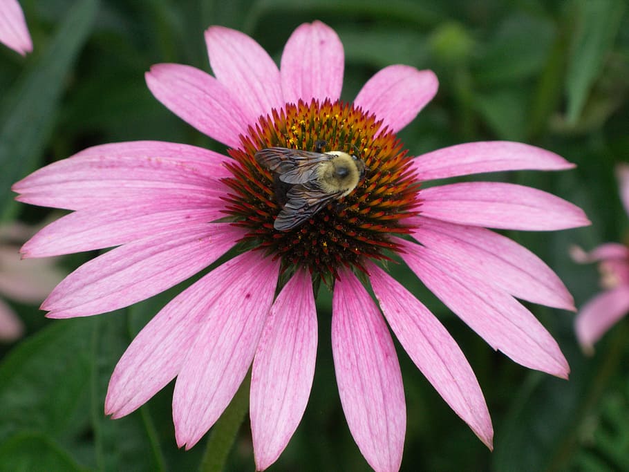 echinacea, flower, pink, nature, plant, summer, color, fly HD wallpaper