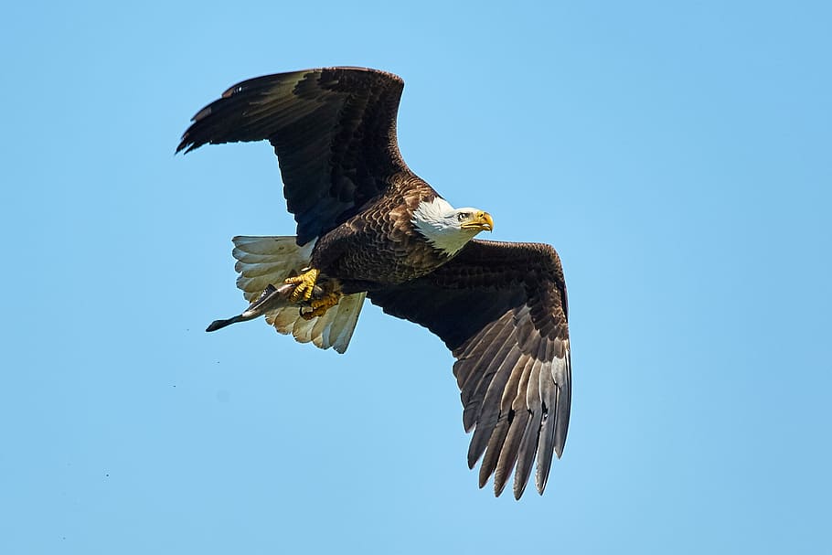 flying bald eagle, flying American eagle bird, eating, feather HD wallpaper
