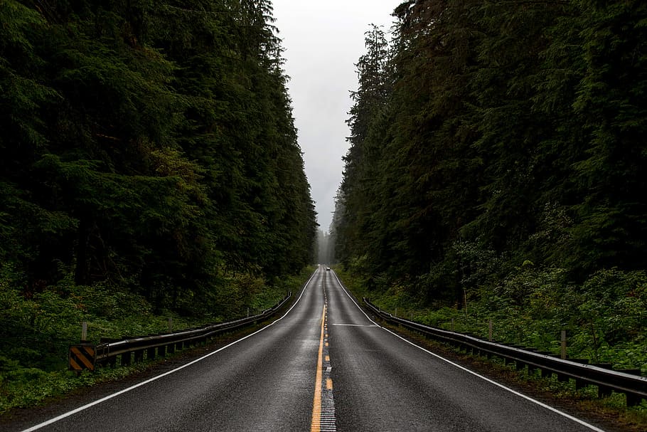Road Corridor through Olympic National Forest, Washington, photos