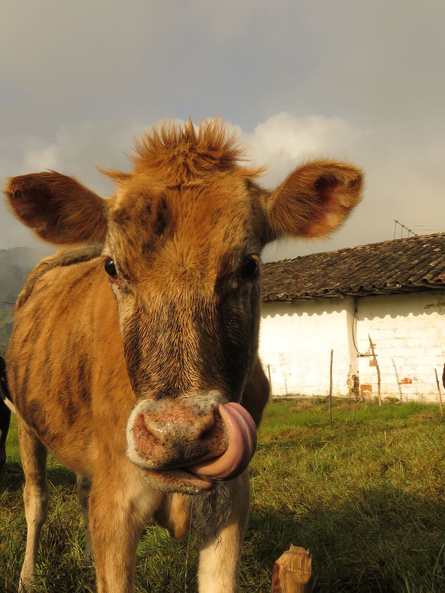 Cow, Animals, Field, domestic animals, animal themes, livestock HD wallpaper