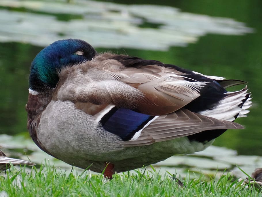 Wild Duck, Mallard, Animals, Pond, grass, bird, one animal HD wallpaper