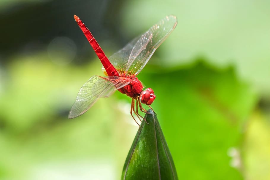 red Scarlet dragonfly on green leaf, water, insect, nature HD wallpaper