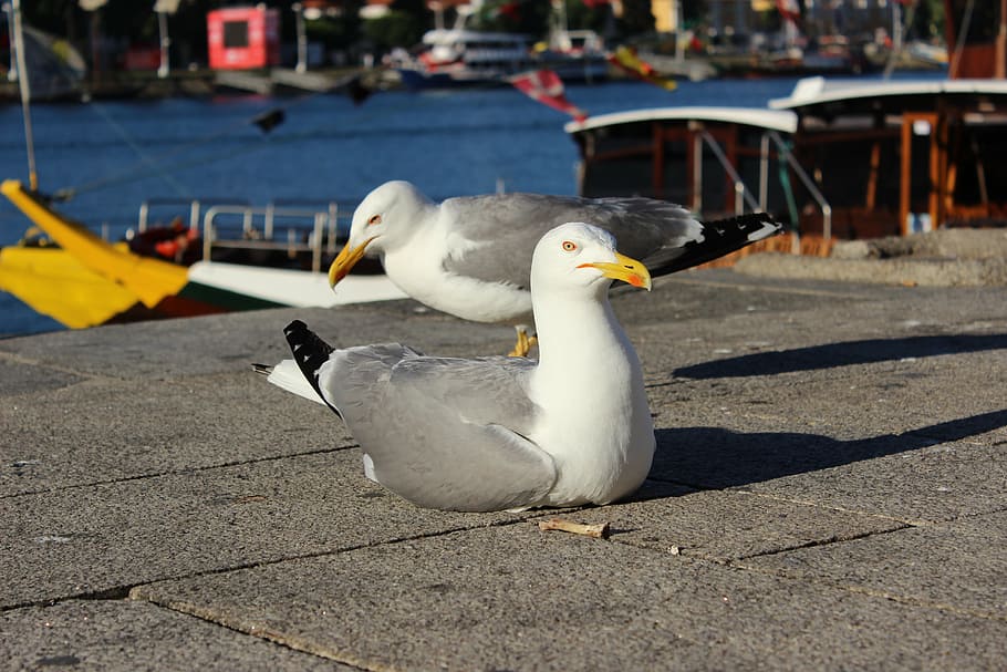 porto river, seagull, right front side, bird, vertebrate, animals in the wild HD wallpaper