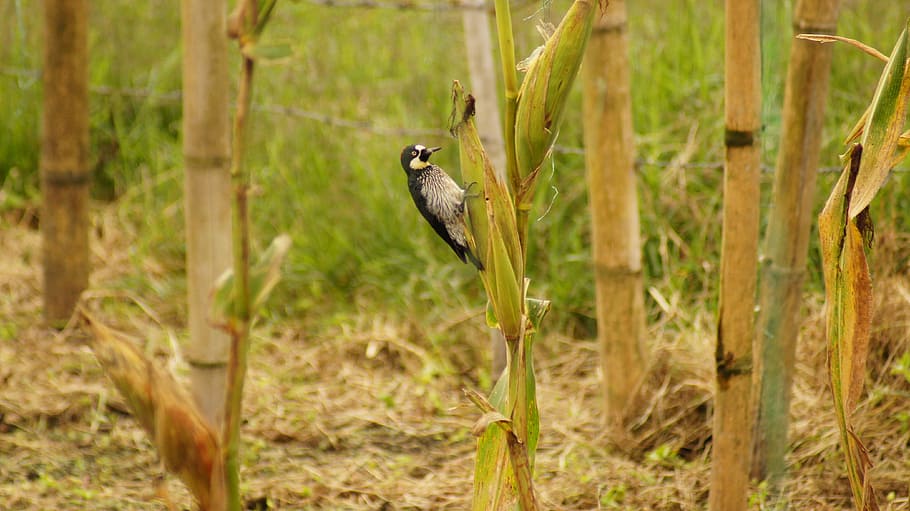 nature, the, field, animals, birds, insects, armenia, quindio HD wallpaper