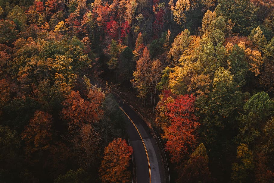 aerial photography of trees and road, street between tall tress HD wallpaper