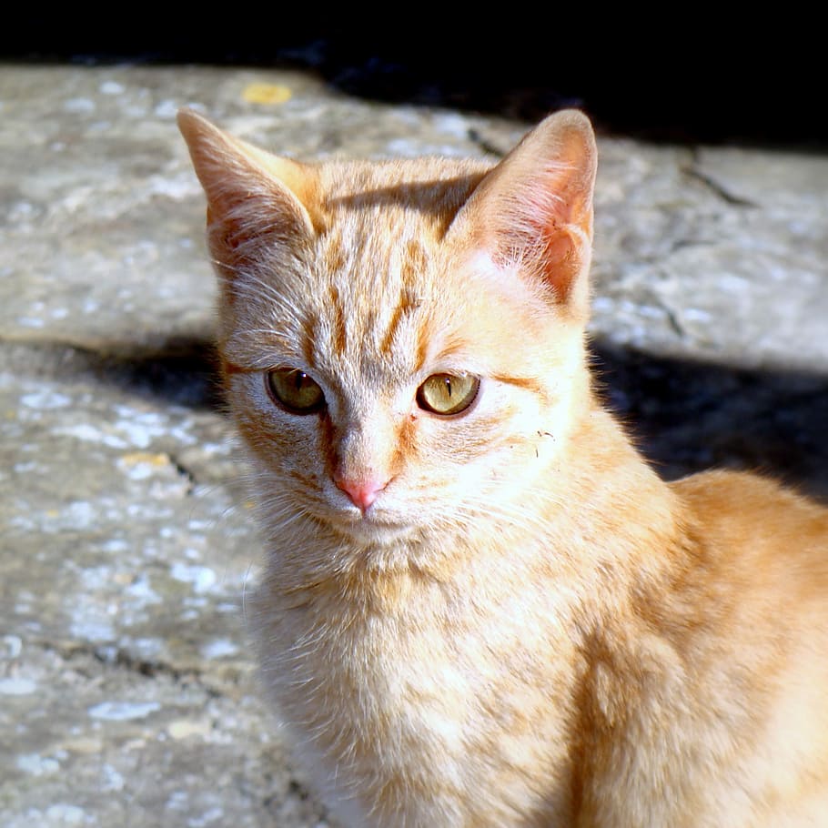 Cat, Feline, Pet, Animal, domestic cat, one animal, pets, animal themes HD wallpaper