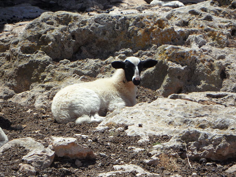 lamb, sheep, animal, steinig, karg, rocky, lost, lonely, animal themes HD wallpaper