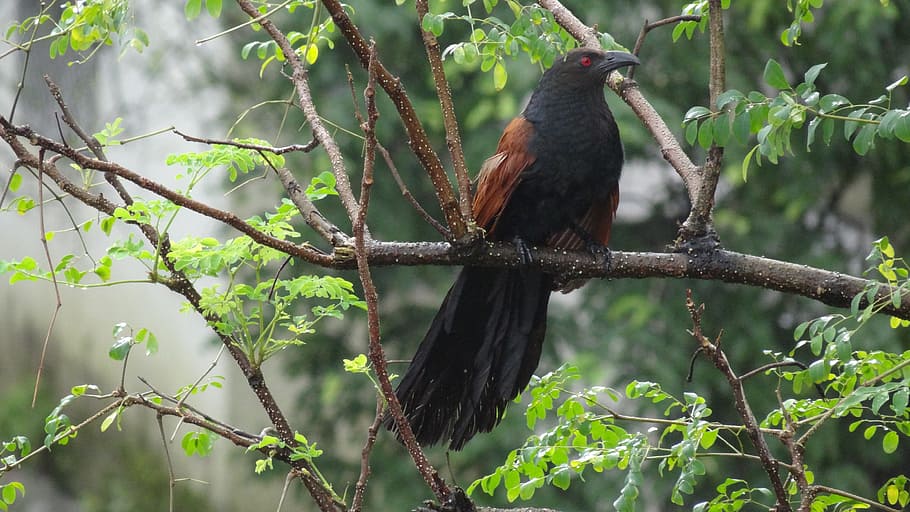 greater coucal, crow pheasant, mumbai rains, animal wildlife, HD wallpaper