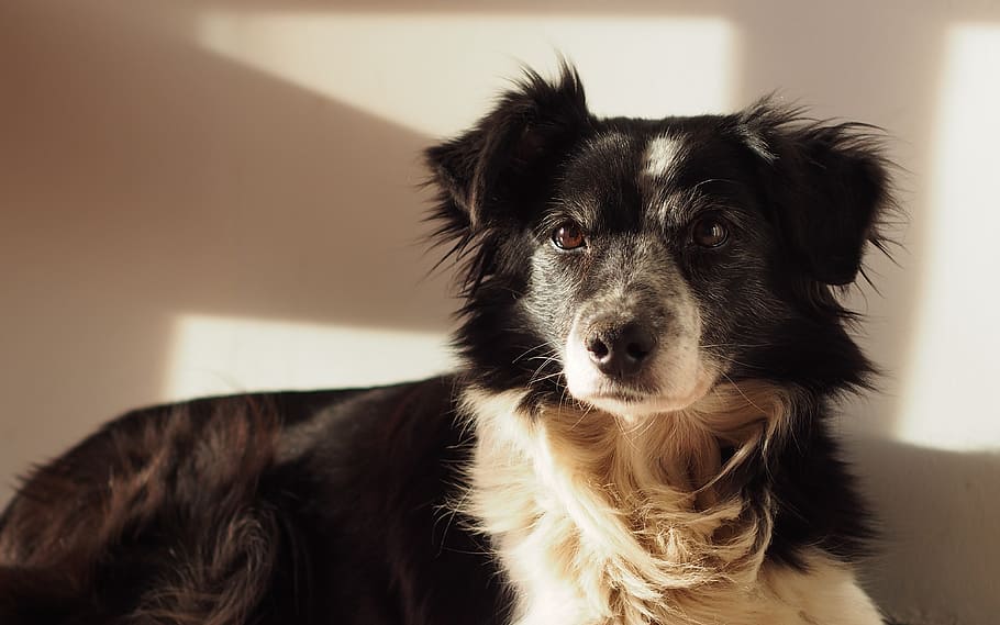 dog, border collie, pets, portrait, animal, canine, purebred Dog HD wallpaper
