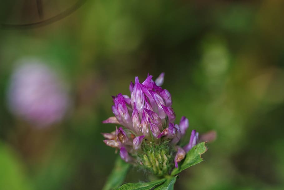 summer flower, nature, pink, single flower, macro, flowering plant HD wallpaper