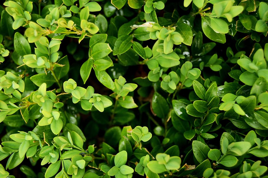 Green Leaves, green leafed plant, foliage, tree, nature, plant part HD wallpaper