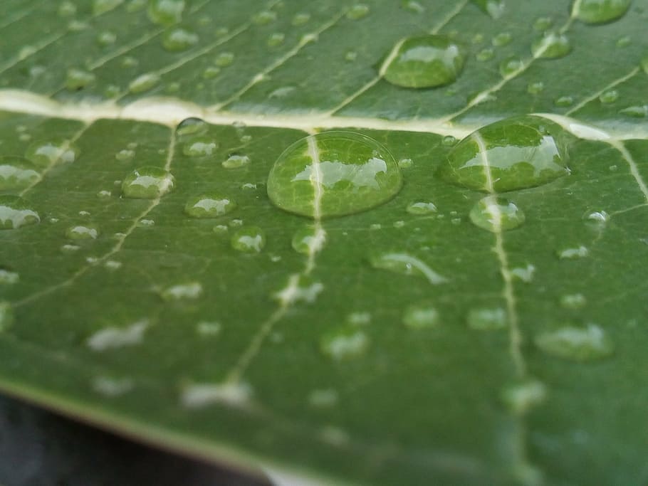 autumn leaves, green, refreshing, plant, tree, drops of water HD wallpaper