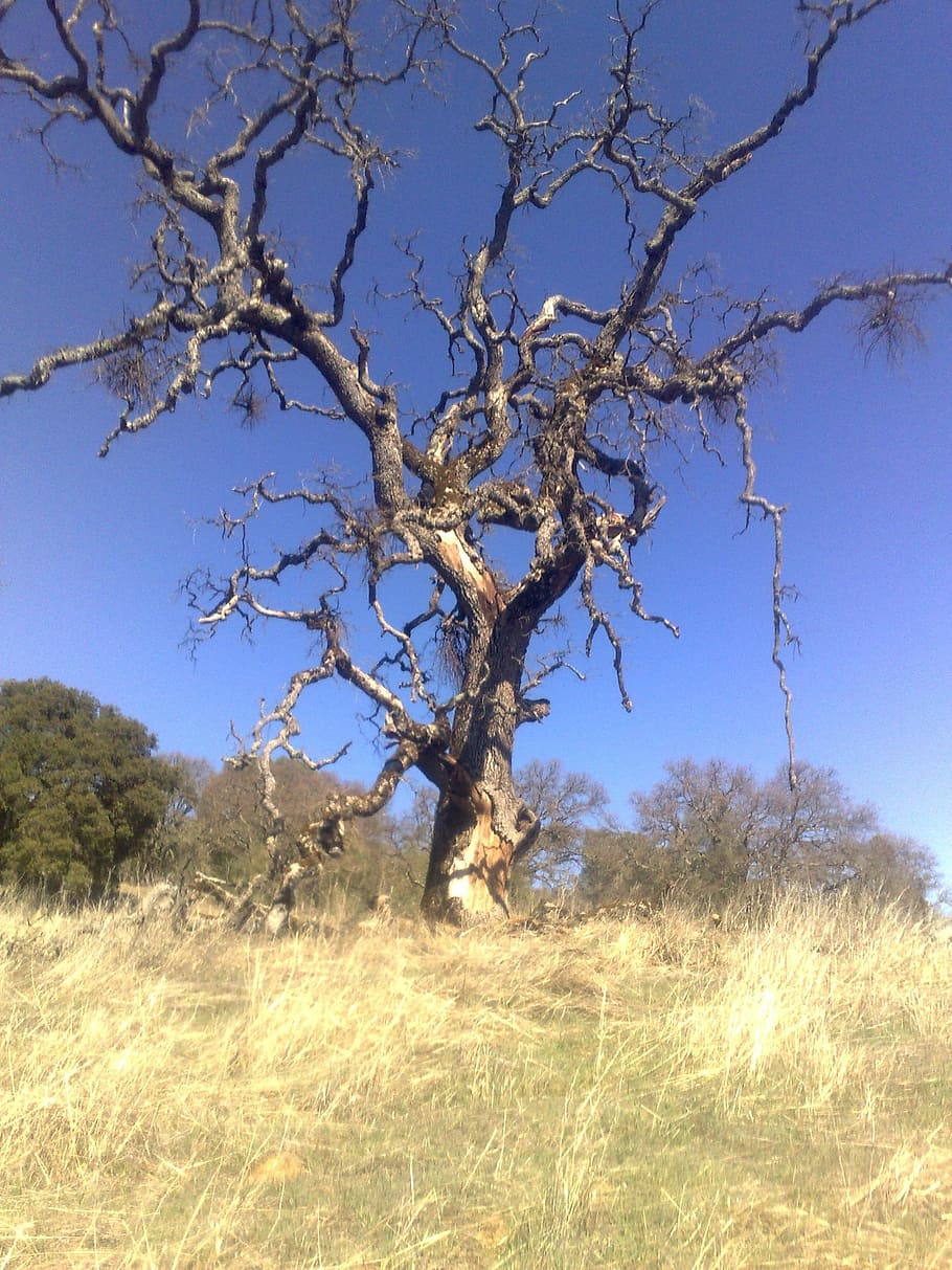 Dead Tree, Desert, Organic, agriculture, outdoors, environment HD wallpaper