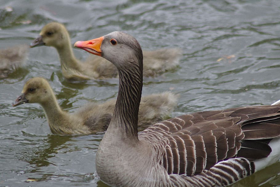 goose, head, bill, water, plumage, animal, creature, nature HD wallpaper