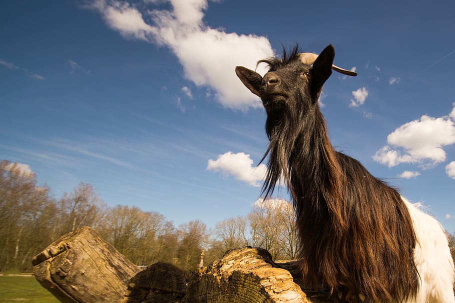 goat, blue, sky, farm, animal, children, domestic, cute, horn HD wallpaper