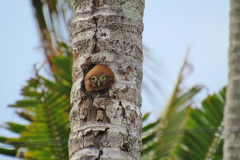 owl, indian, rare, tree, plant, animal, tree trunk, animal themes HD wallpaper