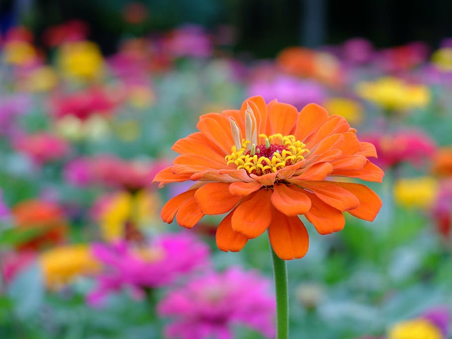 selective focus photography of orange zinnia flower, flowers HD wallpaper