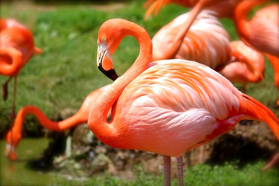 selective focus photograph of flamingo, bird, pink, nature HD wallpaper