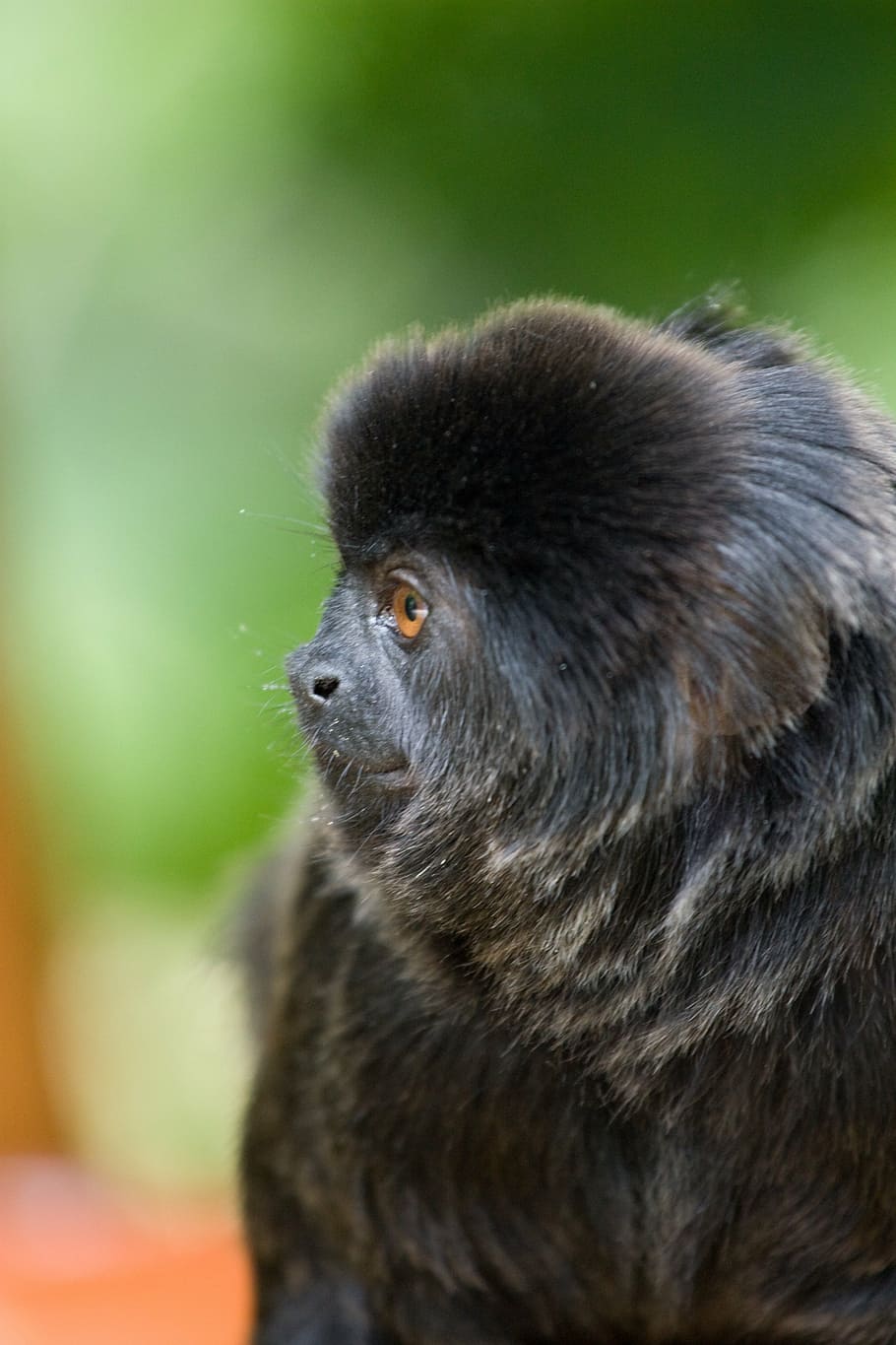 monkey, zoo, observing, portrait, tiergarten, one animal, animal wildlife HD wallpaper