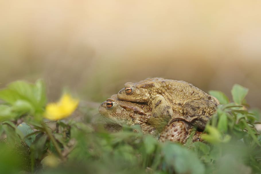 mating, yellow, green, flower, spring, nature, frog, amphibians HD wallpaper